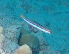 Plagiotremus goslinei