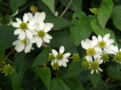 Montanoa frutescens