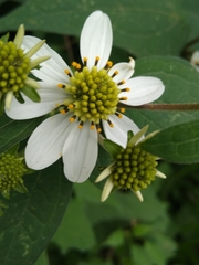 Montanoa frutescens