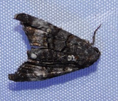 Marathyssa albidisca