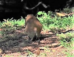 Thryonomys swinderianus