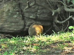 Thryonomys swinderianus