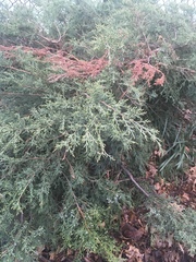 Juniperus virginiana