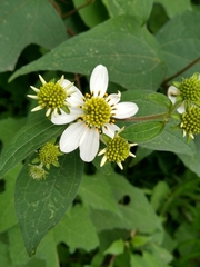 Montanoa frutescens