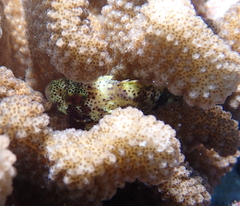 Sebastapistes coniorta