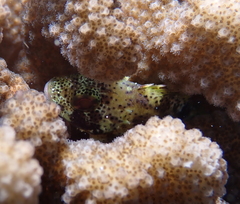 Sebastapistes coniorta