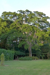 Albizia niopoides