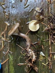 Ampulloclitocybe avellaneialba