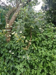 Montanoa frutescens