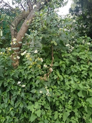 Montanoa frutescens