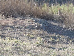 Oryctolagus cuniculus