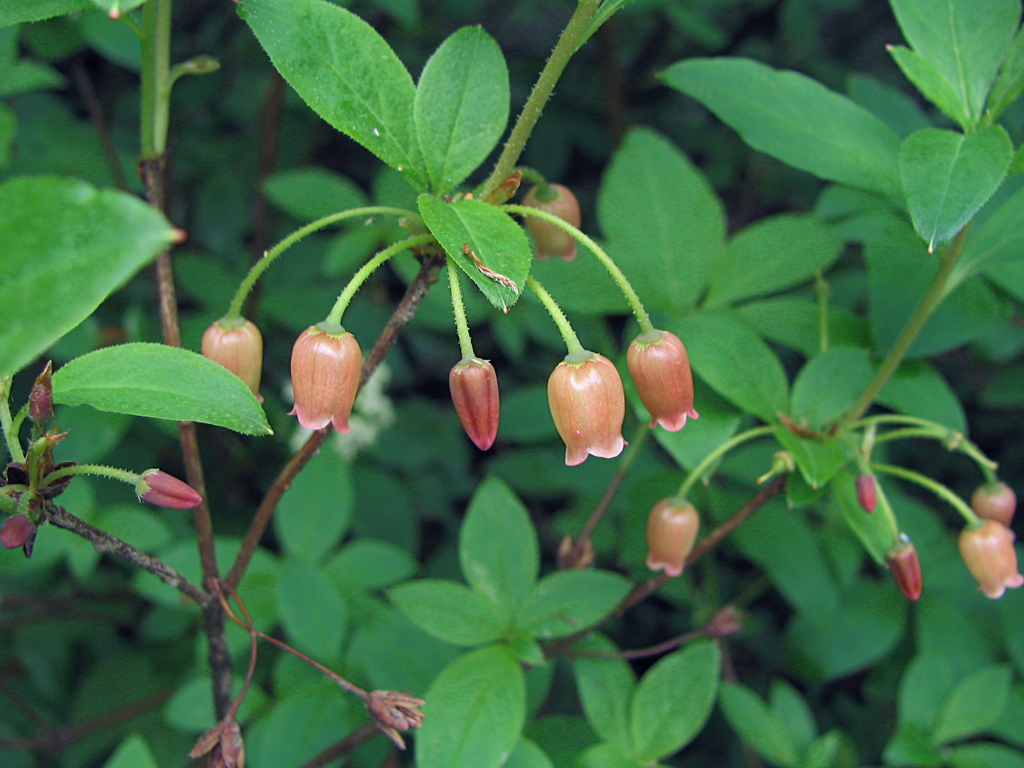 Menziesia ferruginea
