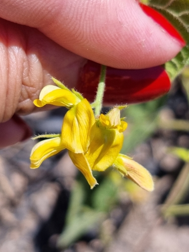 Image of Rhynchosia edulis by (c) Sol Quipildor, some rights reserved (CC BY-SA)