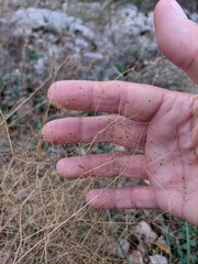 Galium tenuissimum