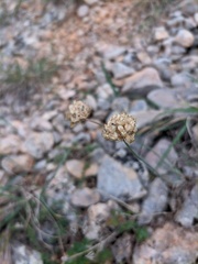 Allium marschalianum