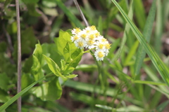 Microglossa mespilifolia