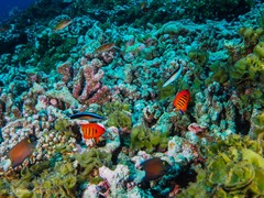 Centropyge loriculus