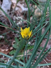 Taraxacum hybernum