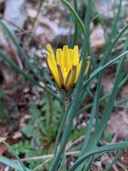 Taraxacum hybernum