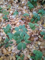 Aegopodium podagraria