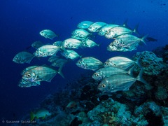 Uraspis helvola