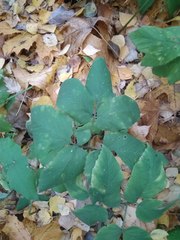 Aegopodium podagraria