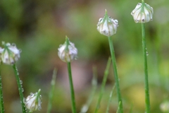 Allium canadense canadense