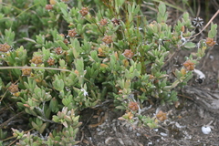 Ruschia neovirens