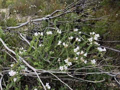 Lobostemon hottentoticus