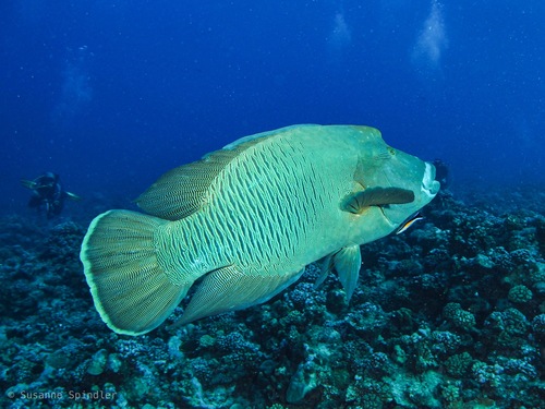 Napoleon Wrasse