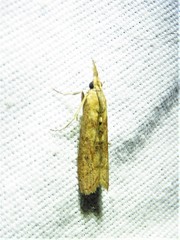 Macrorrhinia endonephele