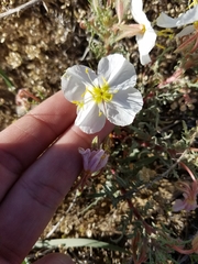 Oenothera pallida