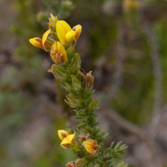 Aspalathus linguiloba