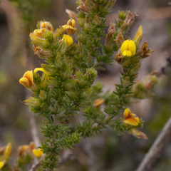 Aspalathus linguiloba