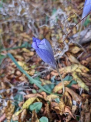 Crocus speciosus