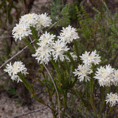 Lachnaea eriocephala