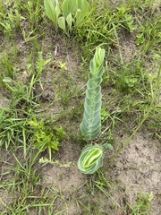 Lopholaena segmentata