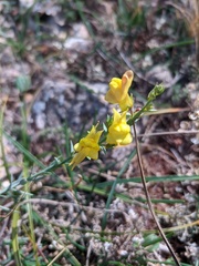 Linaria biebersteinii