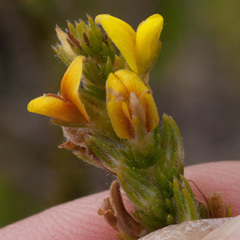 Aspalathus linguiloba