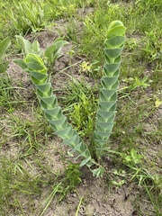 Lopholaena segmentata