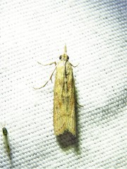 Macrorrhinia endonephele