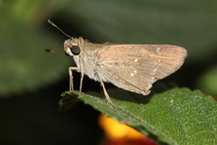 Torbenlarsenia gemella