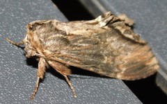 Atrasana