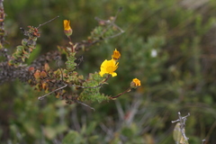 Osteospermum imbricatum