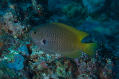 Pomacentrus nigromarginatus