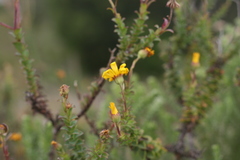 Osteospermum imbricatum