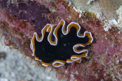 Pseudobiceros hancockanus