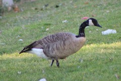 Branta canadensis moffitti