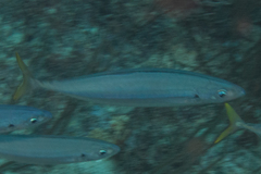 Decapterus macarellus