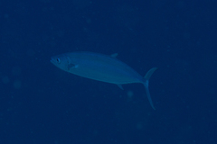 Elagatis bipinnulata